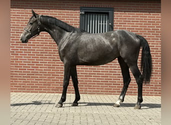 Oldenbourg, Jument, 2 Ans, 156 cm, Gris