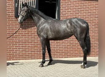 Oldenbourg, Jument, 2 Ans, 156 cm, Gris