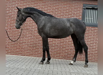 Oldenbourg, Jument, 2 Ans, 156 cm, Gris