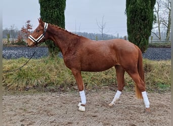 Oldenbourg, Jument, 2 Ans, 159 cm, Alezan brûlé