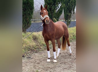 Oldenbourg, Jument, 2 Ans, 159 cm, Alezan brûlé