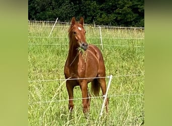 Oldenbourg, Jument, 2 Ans, 159 cm, Alezan brûlé
