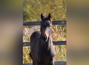 Oldenbourg, Jument, 2 Ans, 160 cm, Bai brun