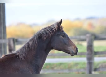 Oldenbourg, Jument, 2 Ans, 160 cm, Bai brun