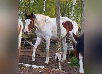 Oldenbourg, Jument, 2 Ans, 161 cm, Pinto