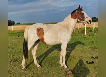 Oldenbourg, Jument, 2 Ans, 161 cm, Pinto
