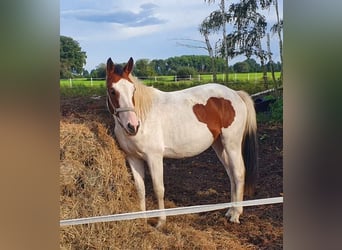 Oldenbourg, Jument, 2 Ans, 161 cm, Pinto