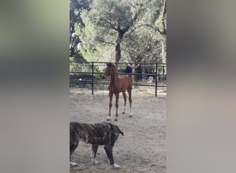 Oldenbourg, Jument, 2 Ans, 162 cm, Bai clair
