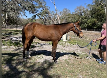 Oldenbourg, Jument, 2 Ans, 163 cm, Bai cerise