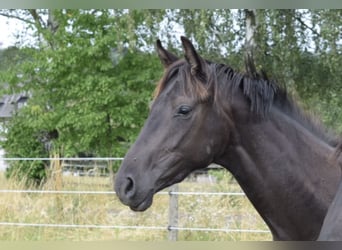 Oldenbourg, Jument, 2 Ans, 163 cm, Noir