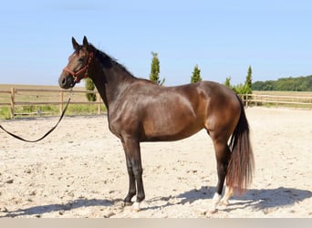 Oldenbourg, Jument, 2 Ans, 165 cm, Bai brun