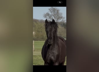 Oldenbourg, Jument, 2 Ans, 165 cm, Noir