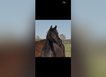 Oldenbourg, Jument, 2 Ans, 165 cm, Noir