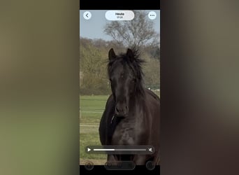 Oldenbourg, Jument, 2 Ans, 165 cm, Noir