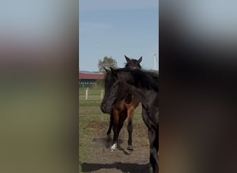 Oldenbourg, Jument, 2 Ans, 165 cm, Noir