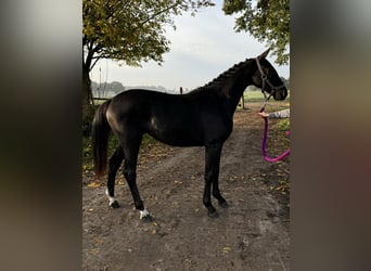 Oldenbourg, Jument, 2 Ans, 166 cm, Bai brun foncé