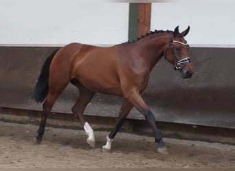 Oldenbourg, Jument, 2 Ans, 166 cm, Bai