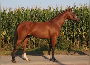 Oldenbourg, Jument, 2 Ans, 166 cm, Bai