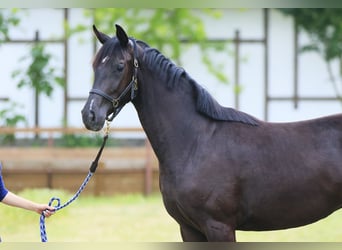 Oldenbourg, Jument, 2 Ans, 166 cm, Noir