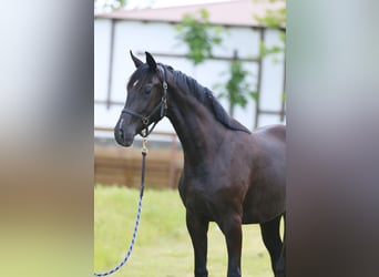 Oldenbourg, Jument, 2 Ans, 166 cm, Noir