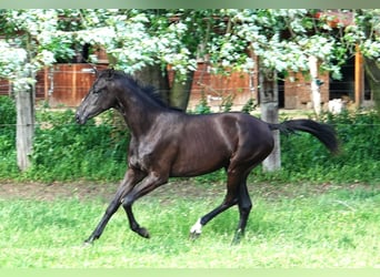 Oldenbourg, Jument, 2 Ans, 167 cm, Noir
