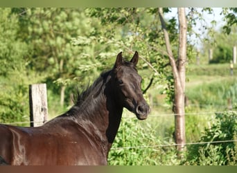 Oldenbourg, Jument, 2 Ans, 167 cm, Noir