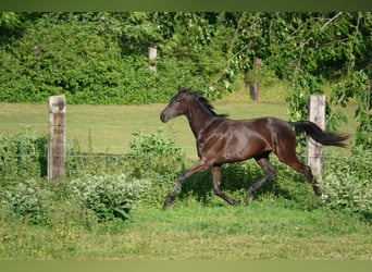 Oldenbourg, Jument, 2 Ans, 167 cm, Noir