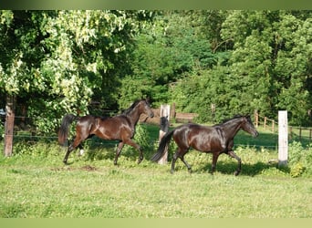 Oldenbourg, Jument, 2 Ans, 167 cm, Noir