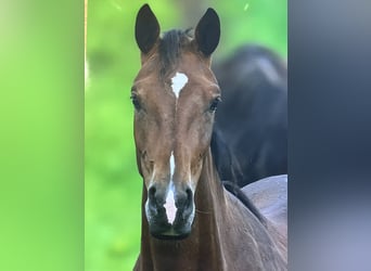 Oldenbourg, Jument, 2 Ans, 168 cm, Bai