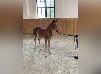 Oldenbourg, Jument, 2 Ans, 168 cm, Bai