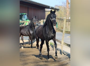 Oldenbourg, Jument, 2 Ans, 168 cm, Noir