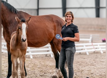 Oldenbourg, Jument, 2 Ans, 169 cm, Bai cerise