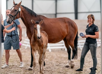 Oldenbourg, Jument, 2 Ans, 169 cm, Bai cerise