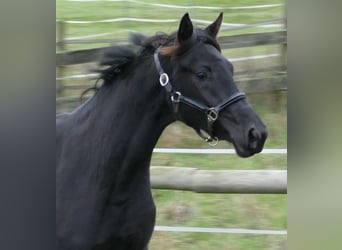 Oldenbourg, Jument, 2 Ans, 169 cm, Noir