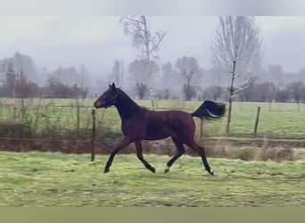 Oldenbourg, Jument, 2 Ans, 170 cm, Bai brun