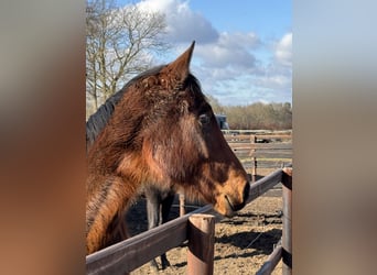 Oldenbourg, Jument, 2 Ans, 170 cm, Bai