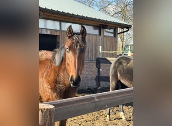 Oldenbourg, Jument, 2 Ans, 170 cm, Bai