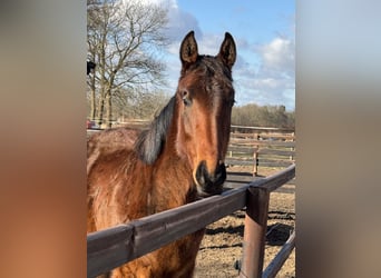 Oldenbourg, Jument, 2 Ans, 170 cm, Bai