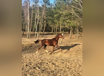 Oldenbourg, Jument, 2 Ans, 170 cm, Bai clair