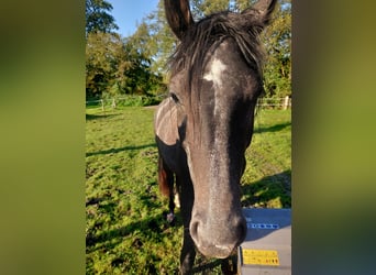 Oldenbourg, Jument, 2 Ans, 170 cm, Gris