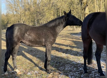 Oldenbourg, Jument, 2 Ans, 170 cm, Peut devenir gris