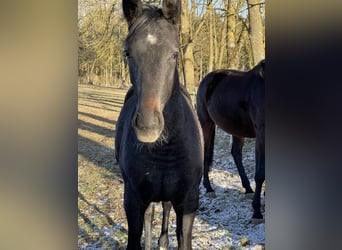 Oldenbourg, Jument, 2 Ans, 170 cm, Peut devenir gris