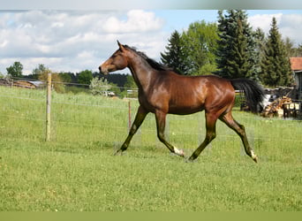 Oldenbourg, Jument, 2 Ans, 172 cm, Bai brun