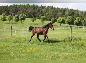 Oldenbourg, Jument, 2 Ans, 172 cm, Bai brun