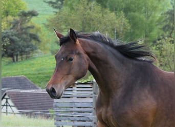 Oldenbourg, Jument, 2 Ans, 172 cm, Bai brun