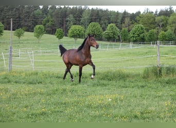 Oldenbourg, Jument, 2 Ans, 172 cm, Bai brun