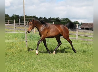 Oldenbourg, Jument, 2 Ans, 172 cm, Bai brun
