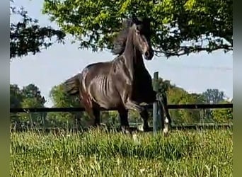 Oldenbourg, Jument, 2 Ans, 173 cm, Bai brun foncé