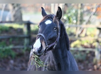 Oldenbourg, Jument, 2 Ans, 173 cm, Bai brun foncé