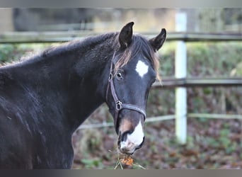 Oldenbourg, Jument, 2 Ans, 173 cm, Bai brun foncé